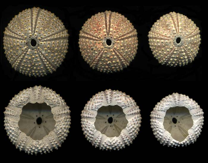 Arbacia lixula (Linn, 1758) - teca